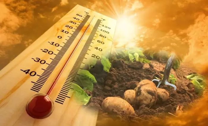 Πρωτόγνωρες οι επιπτώσεις του καύσωνα: Βγαίνουν… ψημένες οι πατάτες από το έδαφος