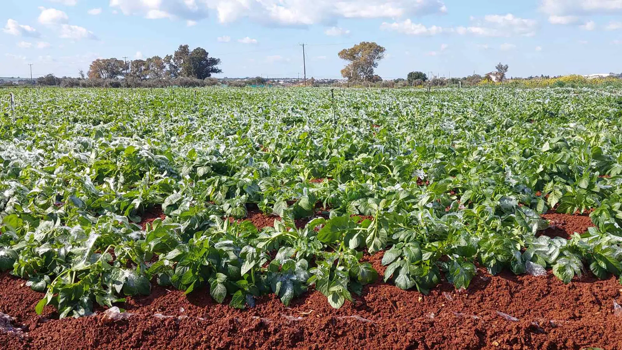 Κακοκαιρία Coral: Διαβεβαιώσεις Υπουργείου Γεωργίας για στήριξη των αγροτών