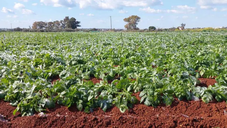Στόχος η επιτάχυνση αξιολόγησης ζημιών για γεωργούς, λέει ο ΓΔ Υπ. Γεωργίας