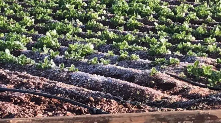 Αρχίζει η υποβολή δηλώσεων για ζημιές από χαλάζι στην Ξυλοφάγου