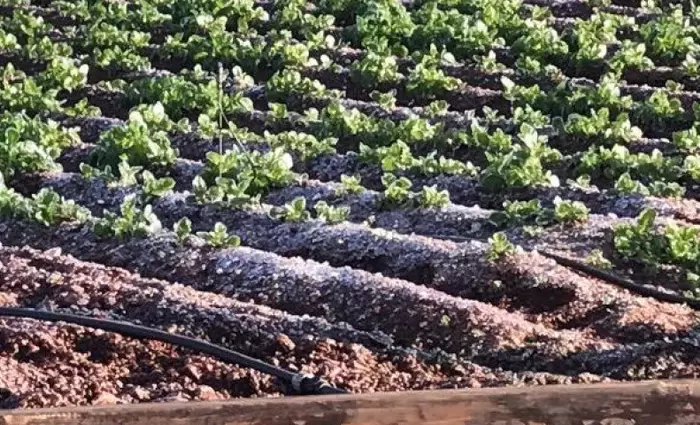 Αρχίζει η υποβολή δηλώσεων για ζημιές από χαλάζι στην Ξυλοφάγου