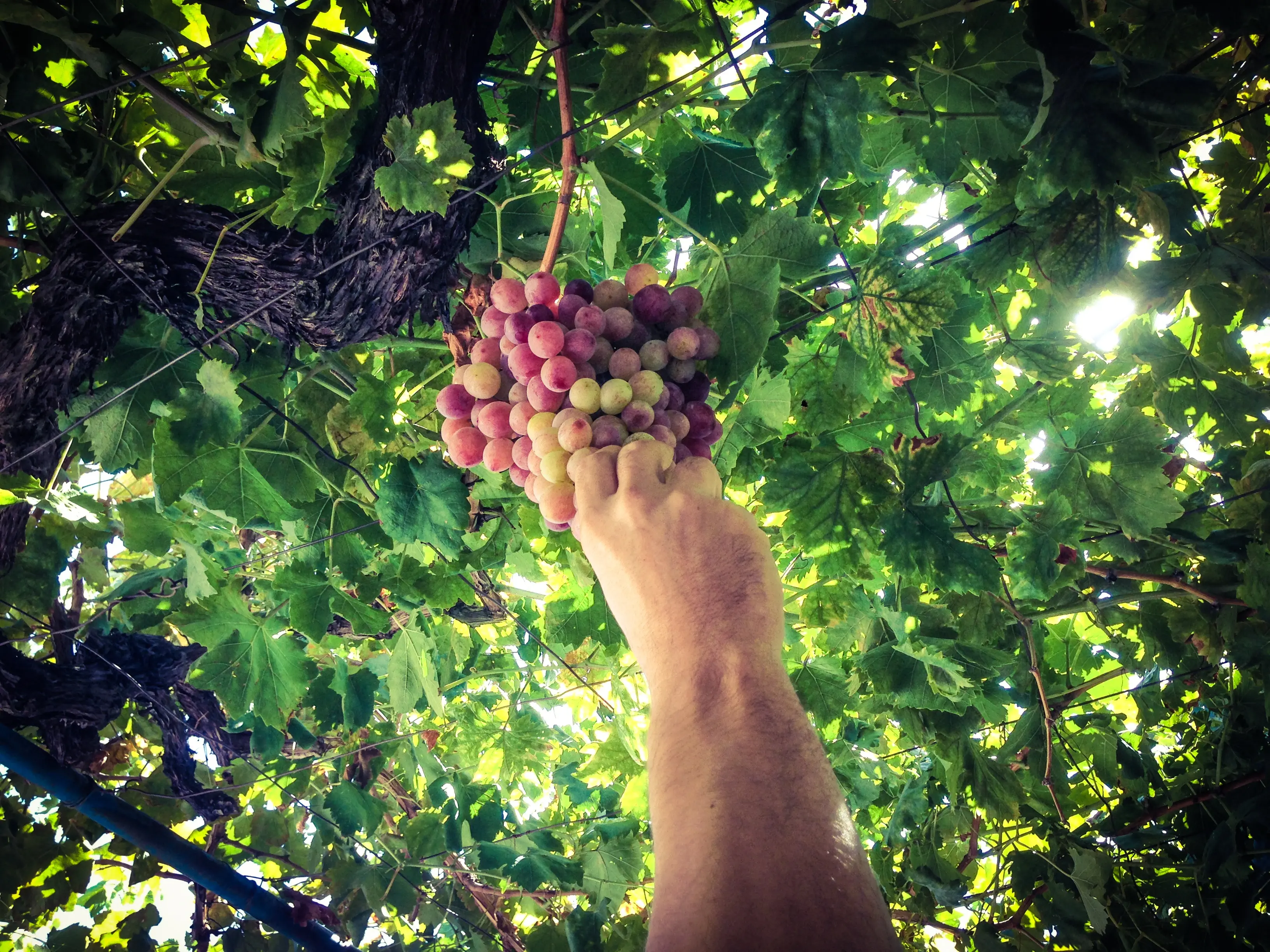 Ζιβανία, λουκούμι, κουμανδαρία και ούζο στην συμφωνία ΕΕ και Κίνας
