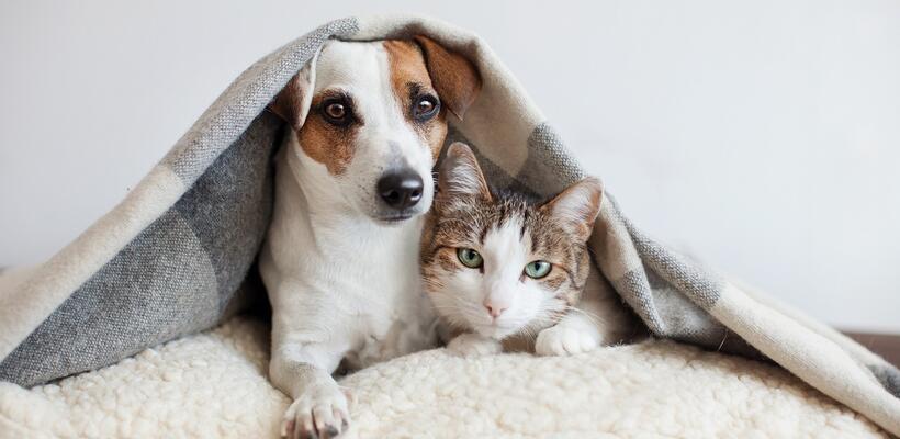 Προστατέψτε τους πιο πιστούς σας φίλους
