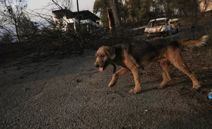 Αυτές είναι οι κτηνιατρικές κλινικές που προσφέρουν βοήθεια στα πυρόπληκτα ζώα