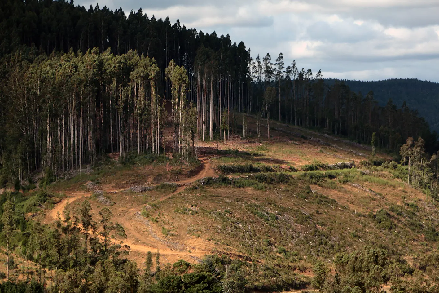Το 2020 καταστράφηκαν δάση ίσα με το μέγεθος της Ολλανδίας