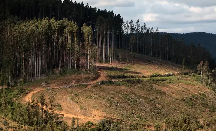 Το 2020 καταστράφηκαν δάση ίσα με το μέγεθος της Ολλανδίας