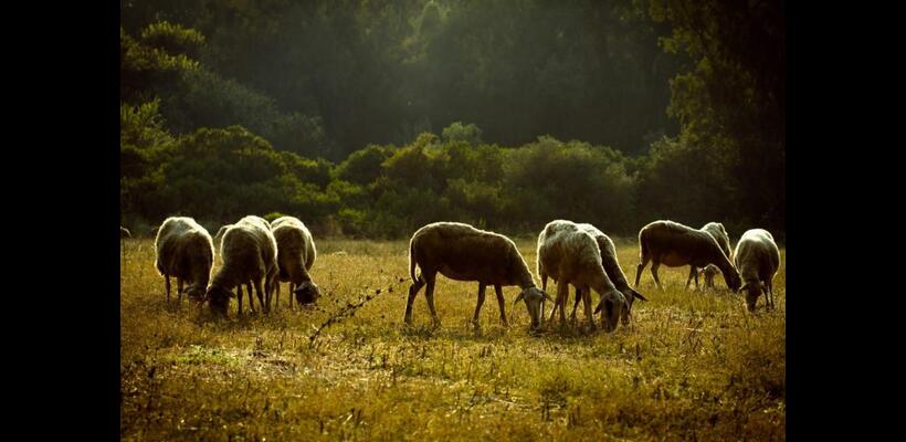 Οικονομική βοήθεια και εμβόλια ζήτησε η Υπ. Γεωργίας – Θετική απάντηση από Βάρχελι και Χάνσεν