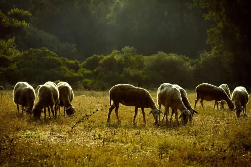 Οικονομική βοήθεια και εμβόλια ζήτησε η Υπ. Γεωργίας – Θετική απάντηση από Βάρχελι και Χάνσεν