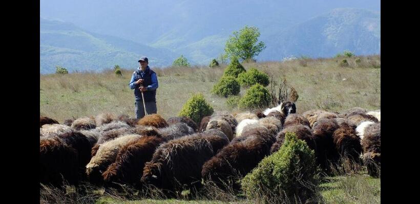 Στην Κύπρο μέχρι την Τετάρτη τρεις Ευρωπαίοι εμπειρογνώμονες για τον αφθώδη πυρετό