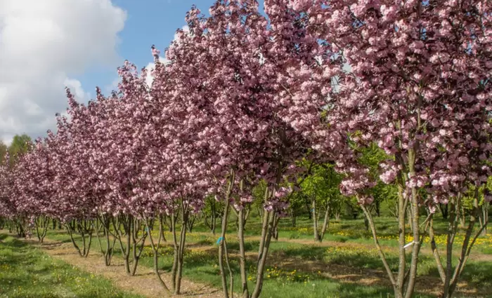 Εγκαινιάστηκε το πάρκο ιαπωνικών κερασιών στον Κάμπο (vid)