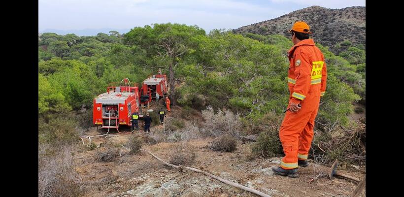 20 κενές θέσεις εργασίας Α5 κλίμακας στο Τμήμα Δασών