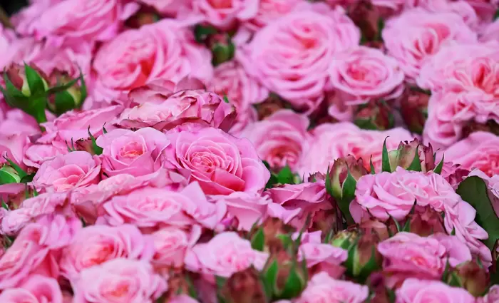 Από ποιες χώρες εισάγουμε το πιο εμπορικό λουλούδι στην Κύπρο;