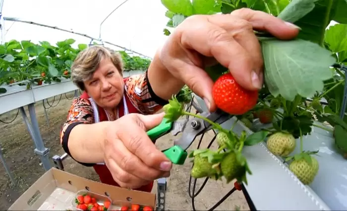 Περισσότερα ρωσικά αγροτικά προϊόντα στην κινεζική αγορά