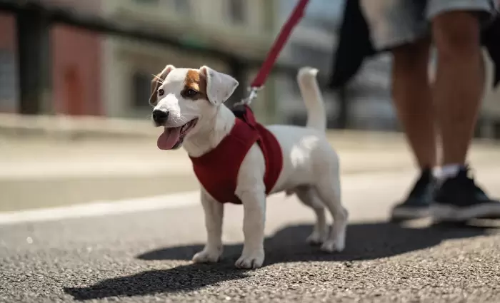 Έρχονται ποινές «φωτιά» σε ανεύθυνους ιδιοκτήτες σκύλων