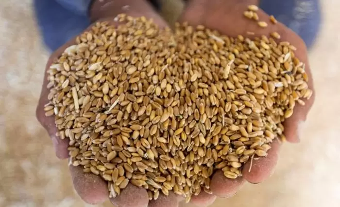 Τα ρωσικά παιχνίδια με τα σιτηρά - Πώς η Μόσχα «μαγειρεύει» τις τιμές