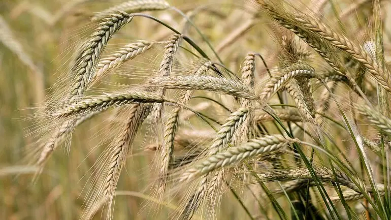 Εκτόξευση των τιμών των σιτηρών μετά την καταστροφή του φράγματος Καχόβκα