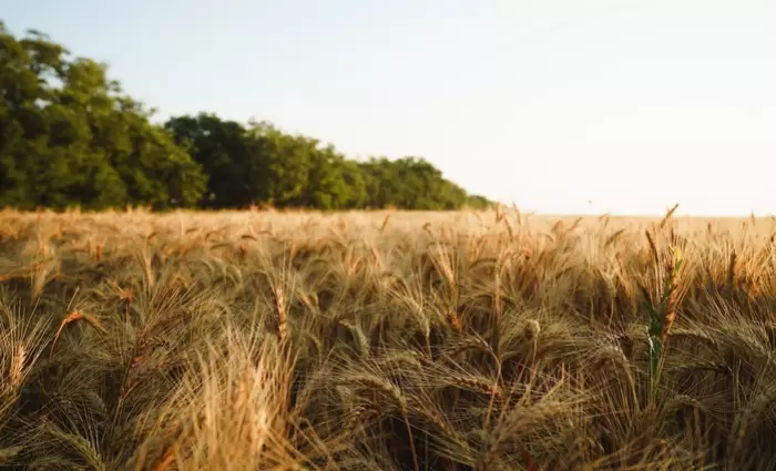 Σιτάρι: Το ισχυρό δολάριο και η εξασθένηση της ζήτησης «ρίχνουν» τις τιμές (γράφημα)