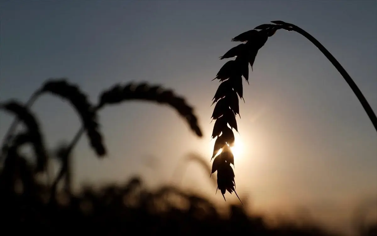 Πού βασίζονται οι αγρότες στο Κίεβο