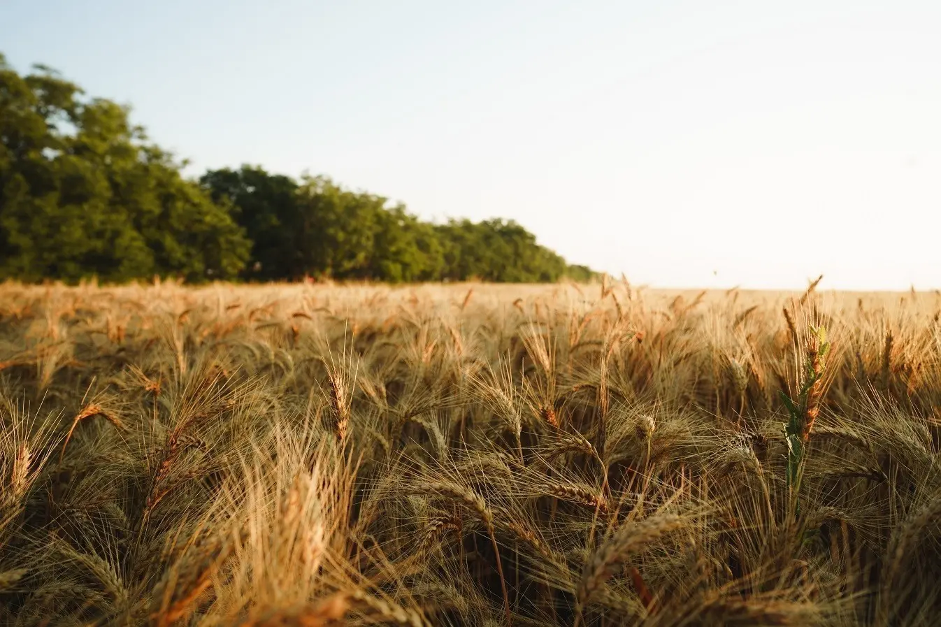 Σιτάρι: Το ισχυρό δολάριο και η εξασθένηση της ζήτησης «ρίχνουν» τις τιμές (γράφημα)
