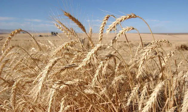 Στρατηγικά αποθέματα σιτηρών για ανθρώπινη κατανάλωση ζητούν οι αλευροβιομήχανοι