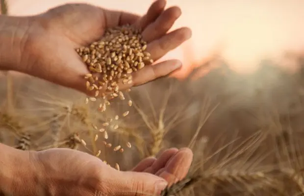 Κρίση σιτηρών: Μέτρα στήριξης ζήτησε ο Καδής