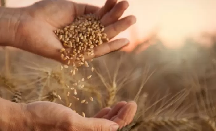 Κρίση σιτηρών: Μέτρα στήριξης ζήτησε ο Καδής