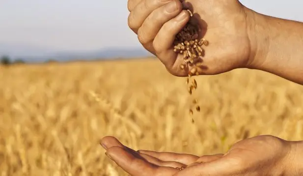 Άναψε πράσινο το Υπουργικό για αγορά σιτηρών