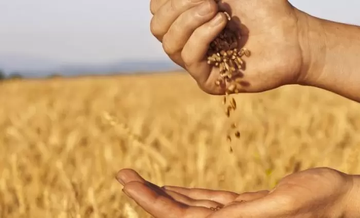 Άναψε πράσινο το Υπουργικό για αγορά σιτηρών