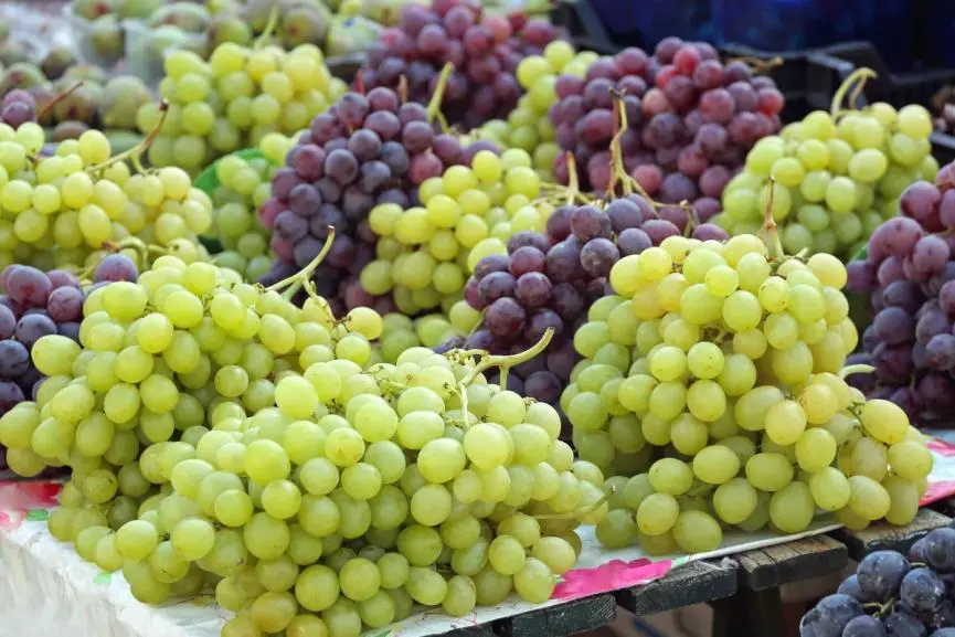 Άρχισε η παραλαβή σταφυλιών από ΣΟΔΑΠ