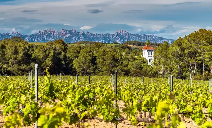 Αμπέλια χωρίς κληρονόμους – Η ισπανική οινοπαραγωγή αναζητά τη νέα γενιά