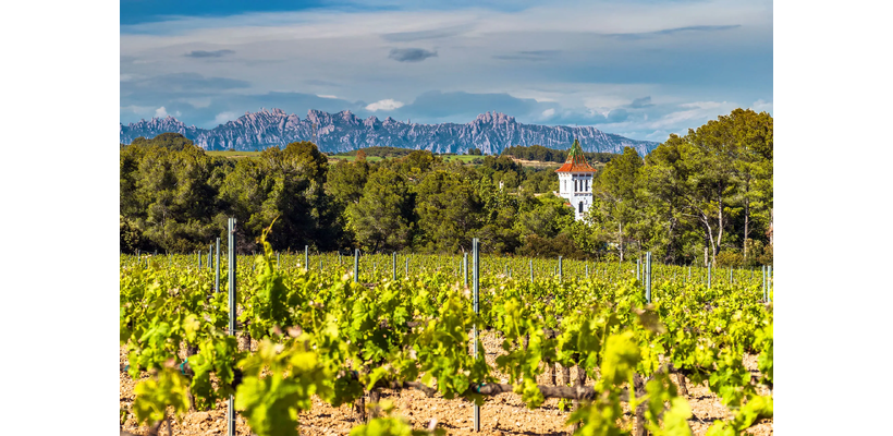 Αμπέλια χωρίς κληρονόμους – Η ισπανική οινοπαραγωγή αναζητά τη νέα γενιά