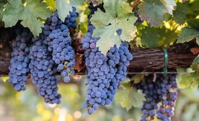«Θύμα» της ανομβρίας τα σταφύλια - Μειωμένη φέτος η παραγωγή