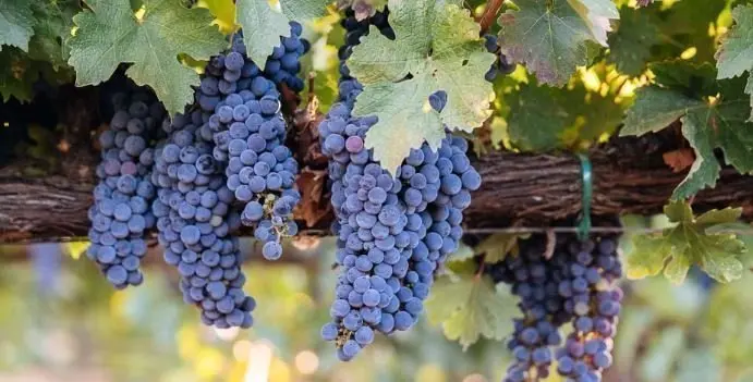 «Θύμα» της ανομβρίας τα σταφύλια - Μειωμένη φέτος η παραγωγή
