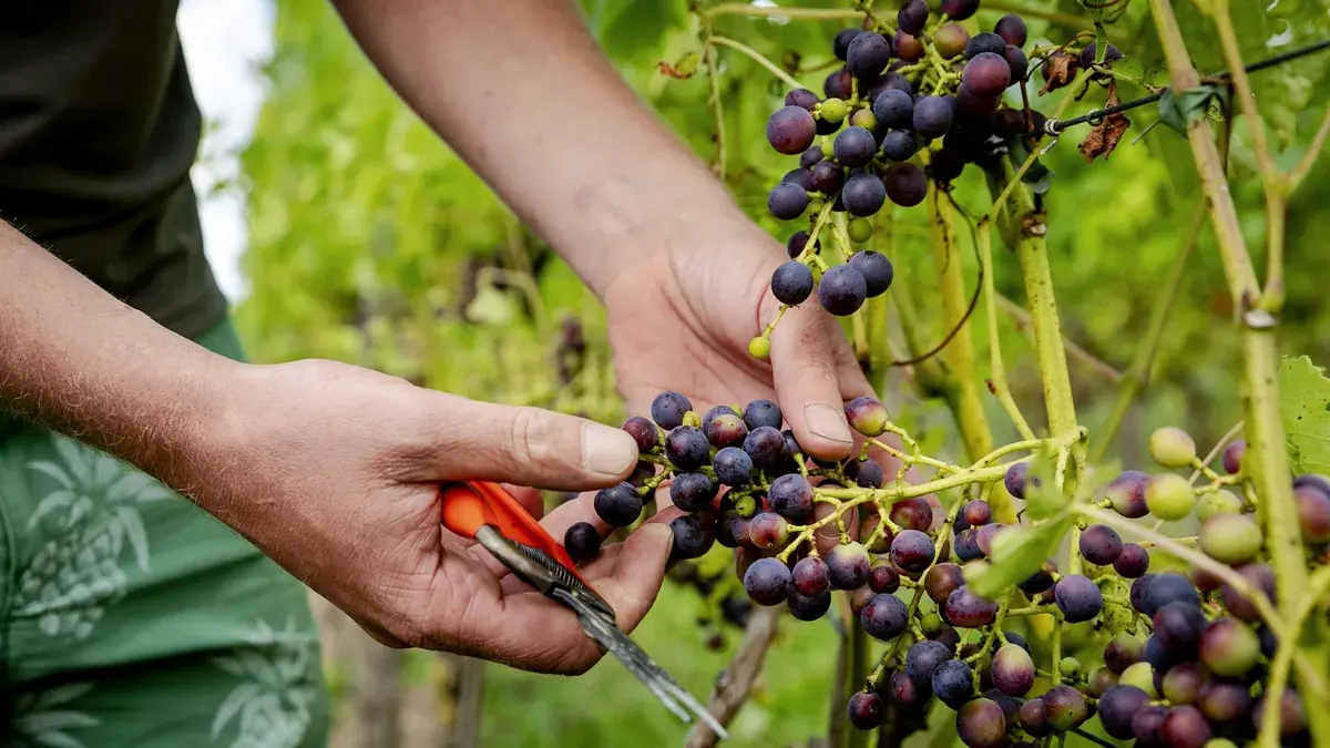 ΣΟΔΑΠ: Στις 4 Νοεμβρίου αρχίζει η πληρωμή σταφυλιών εσοδείας 2024