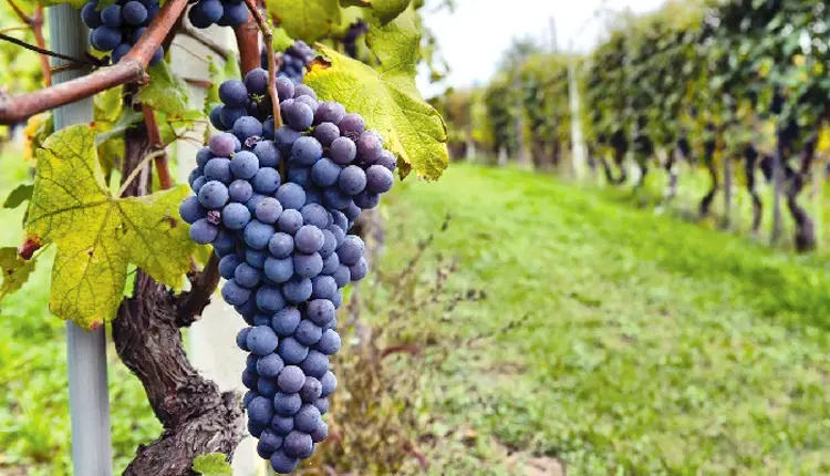 Πέραν των 2 εκ. ευρώ σε πληρωμές για δικαιούχους του ΚΟΑΠ