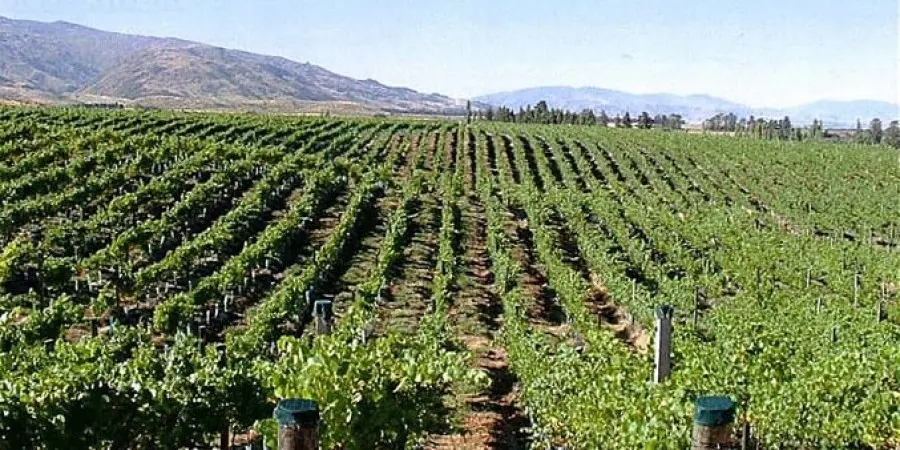 €900.000 στήριξη στους οινοπαραγωγούς από την Ευρώπη