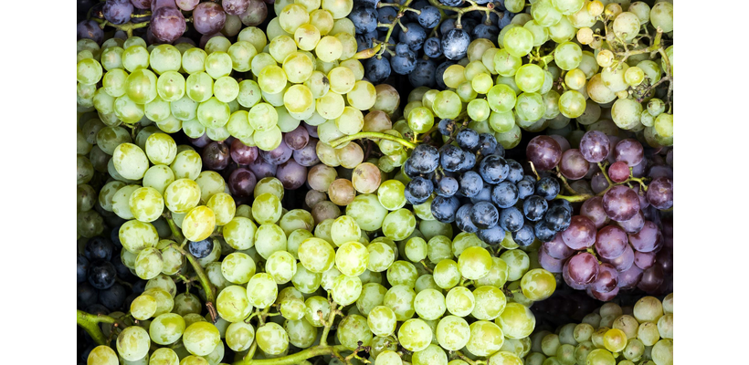 Μ. Ζαμπάρτας: «Σταγόνα στον ωκεανό» οι αποζημιώσεις για οινοποιήσιμα σταφύλια