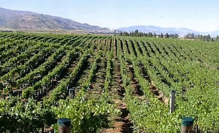 €900.000 στήριξη στους οινοπαραγωγούς από την Ευρώπη