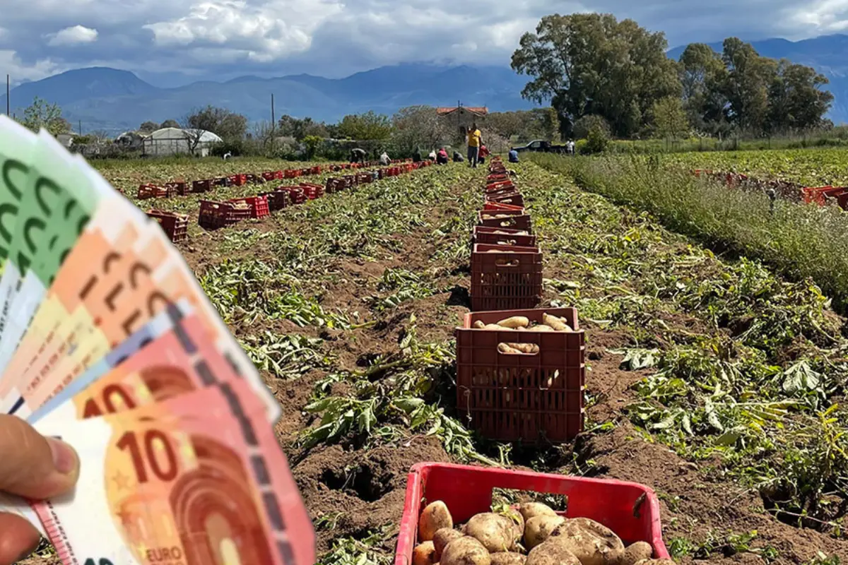 «Πράσινο» Υπουργικού για στήριξη €1 εκ. προς 550 πατατοπαραγωγούς