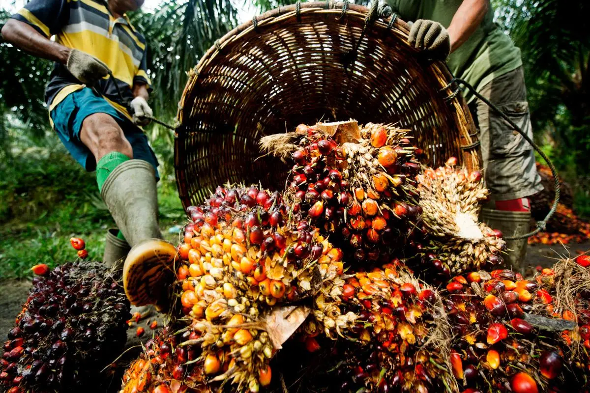 Γιατί θεωρείται σίγουρη η άνοδος των τιμών, σοκολάτας, κραγιόν & βιοκαυσίμων...