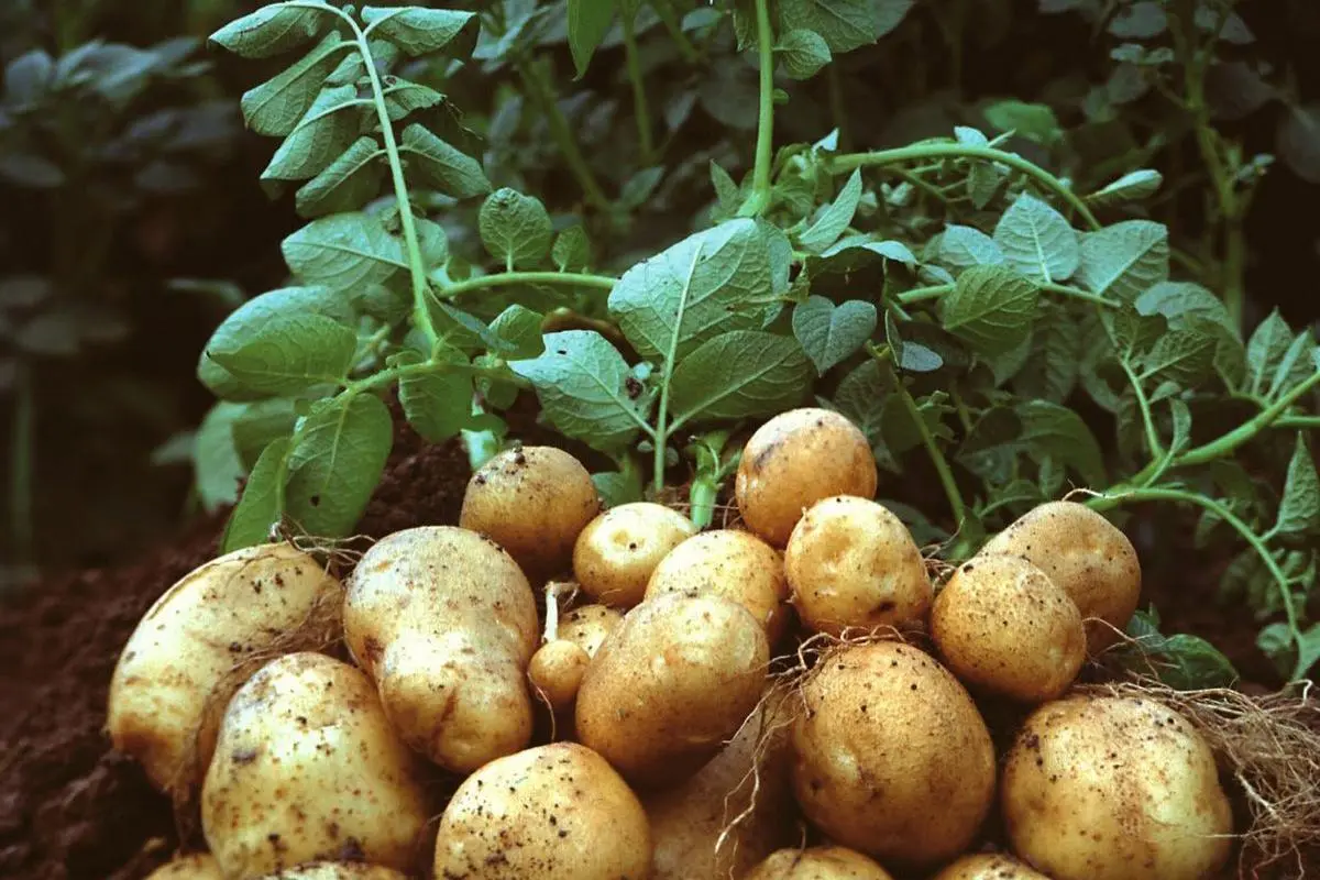 Ο κορωνοϊός χτυπάει την γερμανική πατάτα