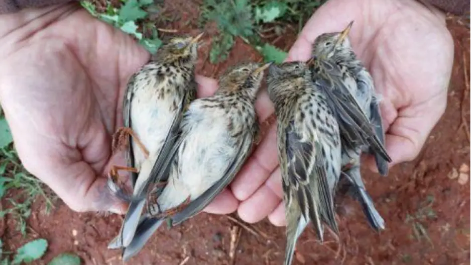 Σε 24ωρη απεργία οι ωρομίσθιοι θηροφύλακες την Κυριακή