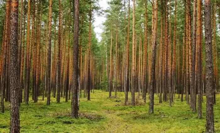 Η Timberland θέλει να φυτέψει 50 εκ. δέντρα σε όλο τον κόσμο