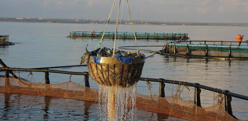 Δημιουργία app για smartphones από το Τμ. Αλιείας 