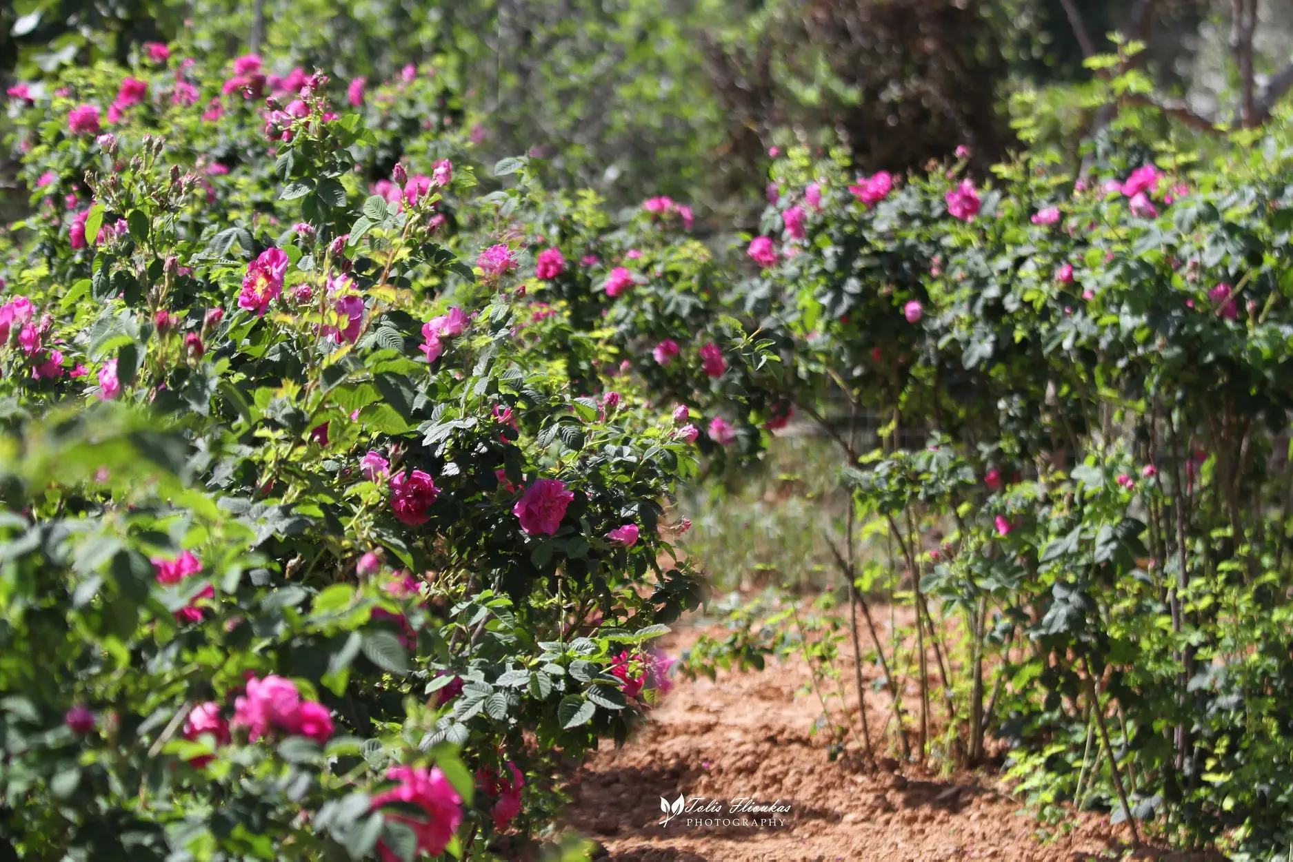 Πόσα τριαντάφυλλα χρειάζονται για ένα κιλό ροδέλαιο