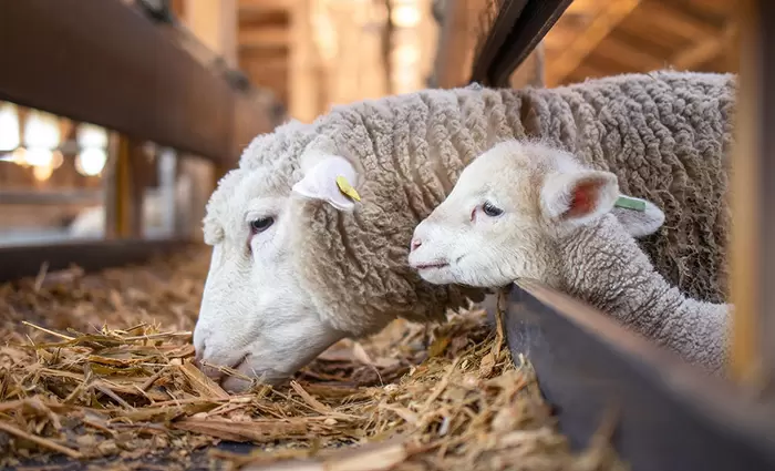 Οικονομική στήριξη ζητούν αγροτικές οργανώσεις