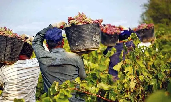 ΚΟΑΠ: Διοχέτευσε €4.5 εκατομμύρια στον Αμπελοοινικό Τομέα