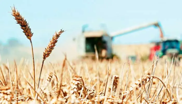 Καθησυχαστικός για επάρκεια σιτηρών ανθρώπινης κατανάλωσης ο Καδής