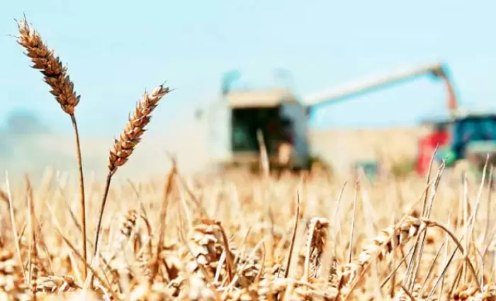 Καθησυχαστικός για επάρκεια σιτηρών ανθρώπινης κατανάλωσης ο Καδής