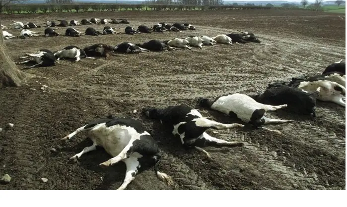 Παναγροτικός Σύνδεσμος: «Κλειδί» η πρόληψη για αποφυγή αφθώδη πυρετού